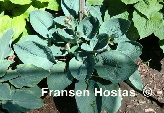 Hosta Blue Ox